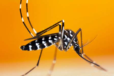 Le moustique  « tigre » – Notre nouveau fléau pandémique