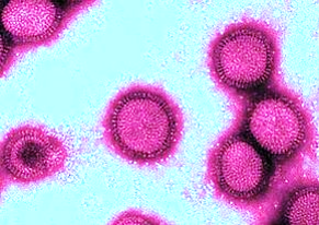 La Vaccination de la Grippe A, Chez la Femme Enceinte – Recommandations